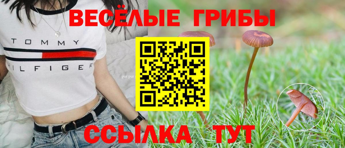 Махачкала  Псилоцибиновые грибы Psilocybine cubensis  Вход с VPN 